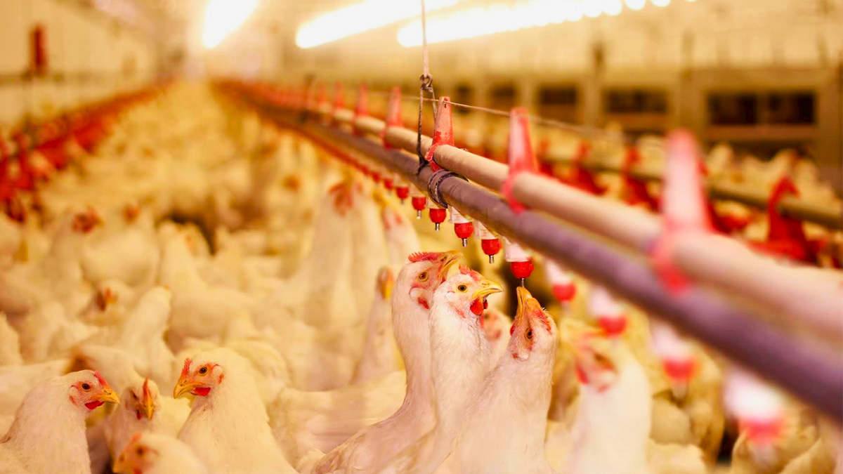 Uso de antimicrobianos: entenda os riscos e como aplicar de forma segura