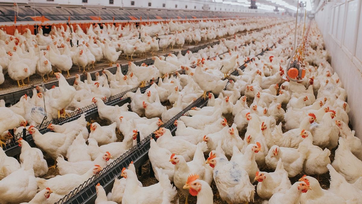 Tecnologia nas granjas: futuro da avicultura e suinocultura já chegou ao campo