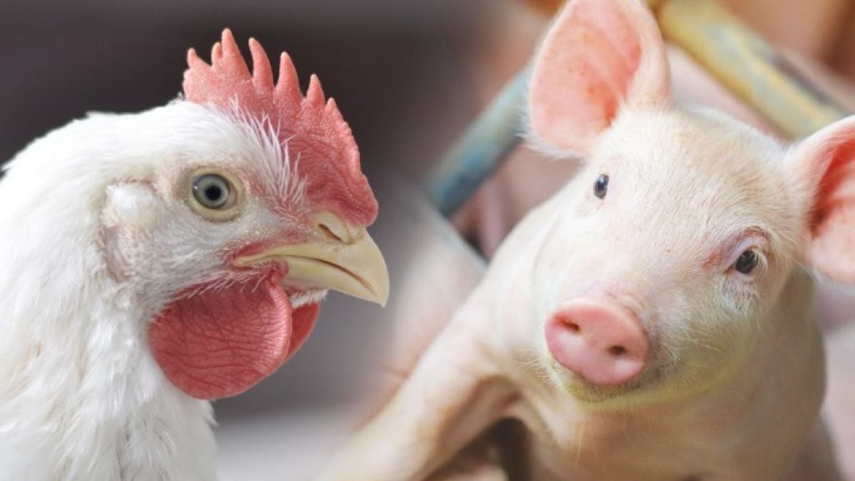 Custos de produção caem em maio e trazem alívio ao produtor de suínos e frangos