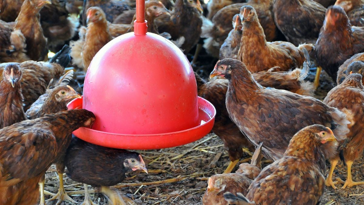 Frango caipira: sanidade se torna desafio em tempos de Influenza Aviária