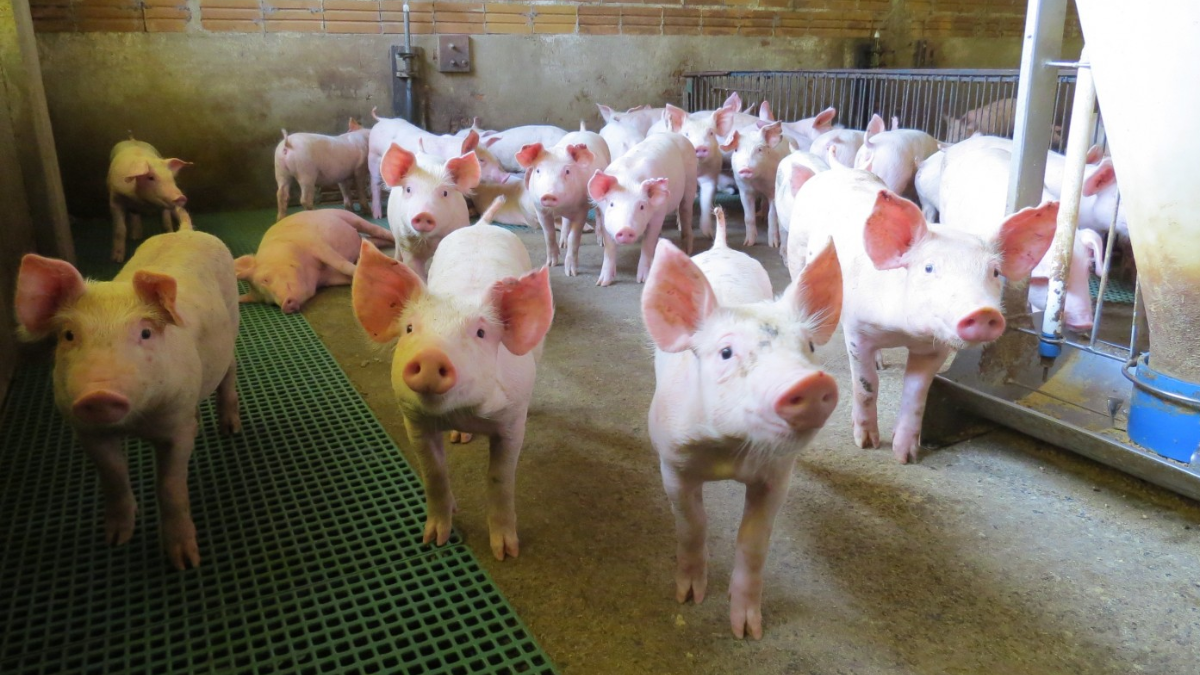 Biosseguridade na suinocultura ganha reforço com ferramenta da Embrapa