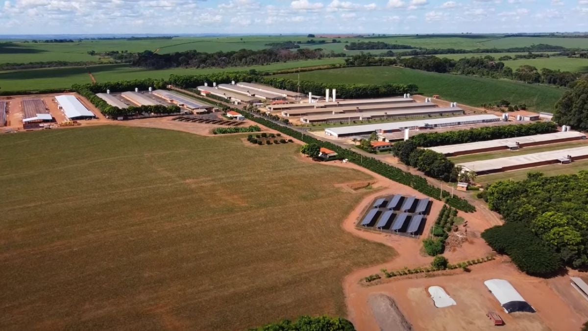 Avicultura sustentável: fazenda em SP mostra como crescer com responsabilidade