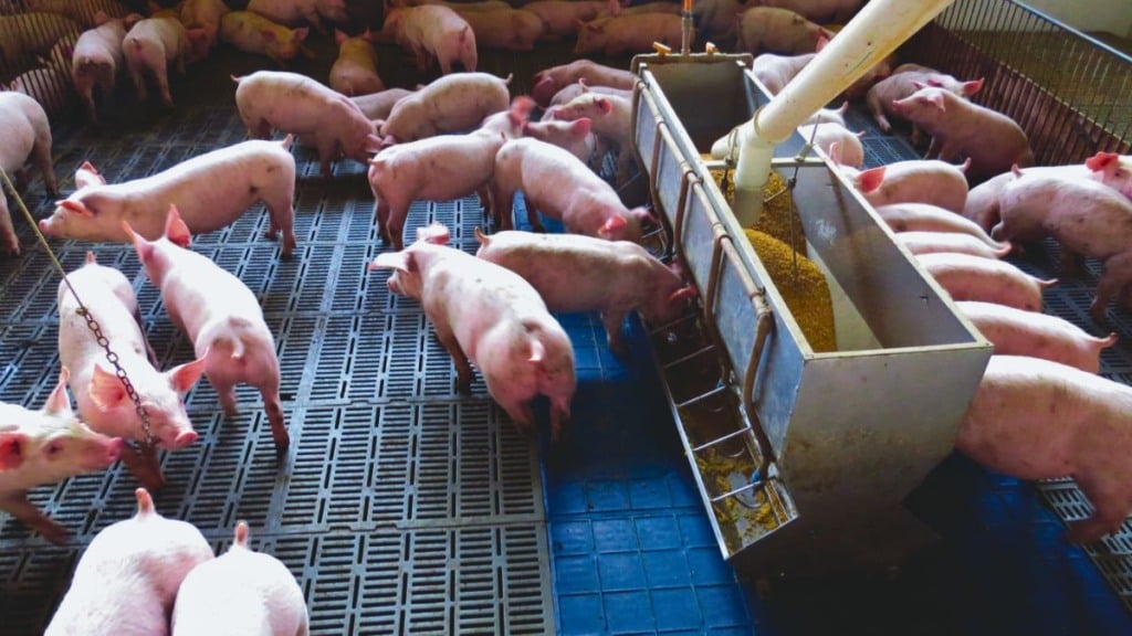 Aumento na produção da carne suína pela China pode beneficiar agro brasileiro