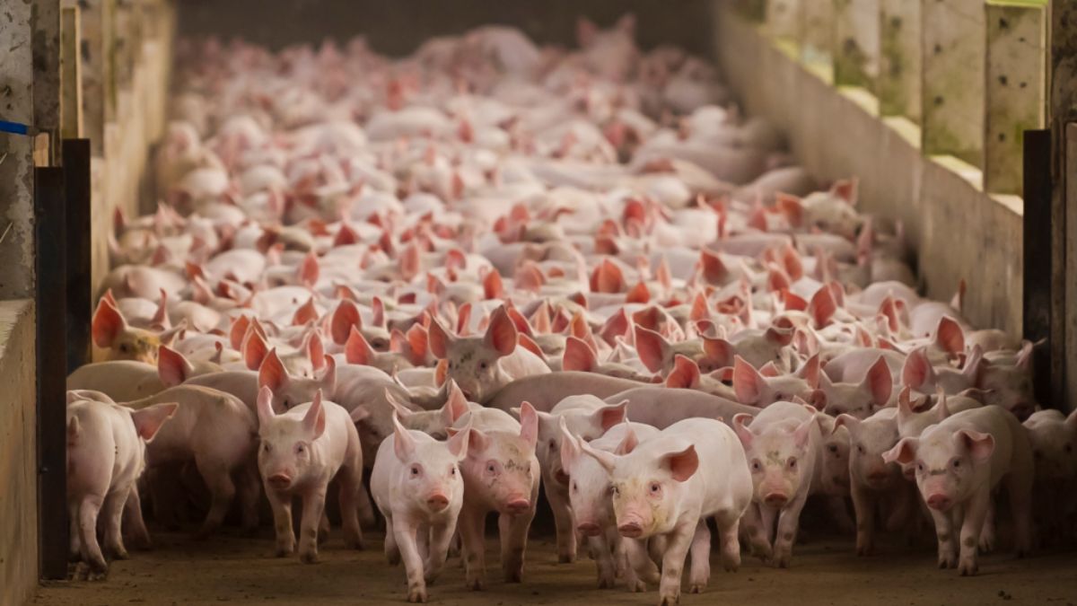 Colostro garante imunidade e sobrevivência dos leitões no inverno