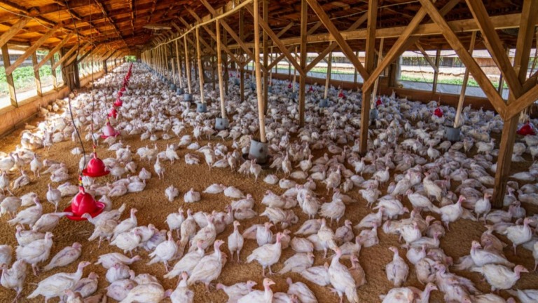 Gripe aviária: Brasil abre caminho para normalizar exportações de frango do RS