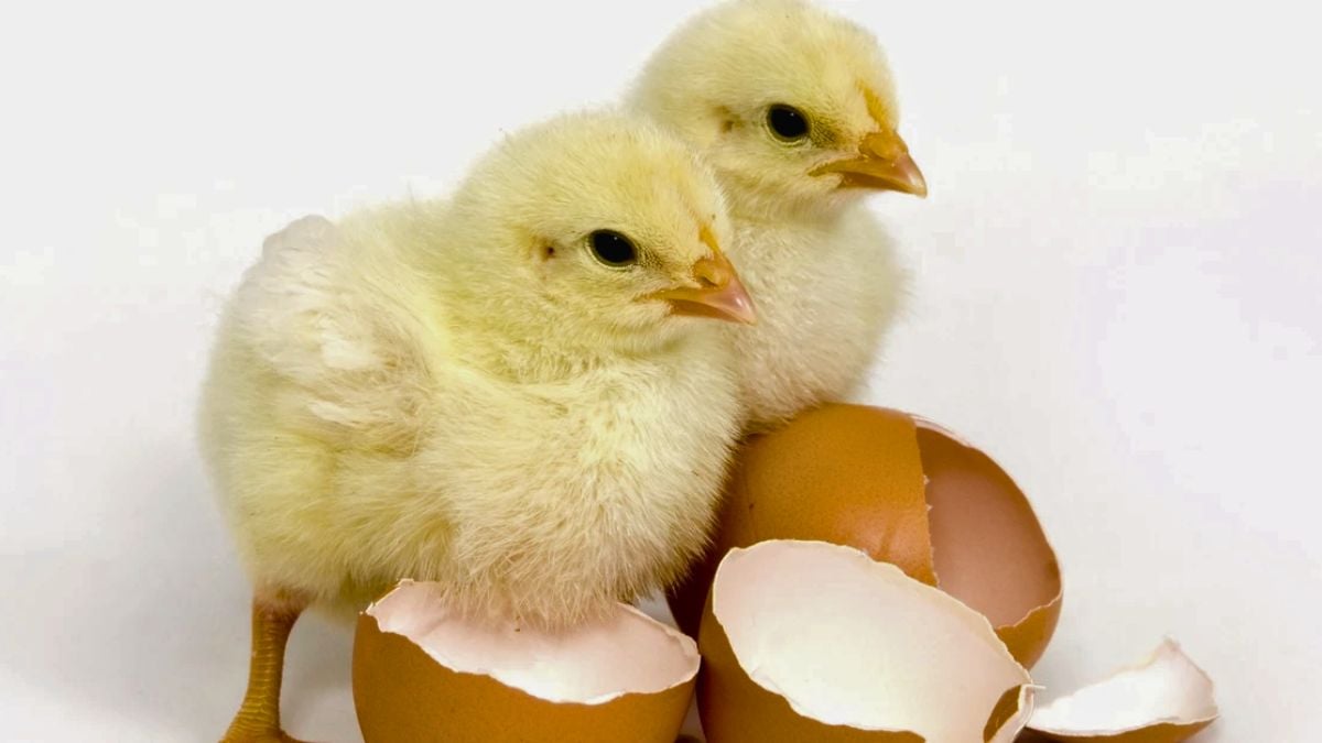 Nutrição in ovo garante frangos mais fortes e saudáveis desde a incubação