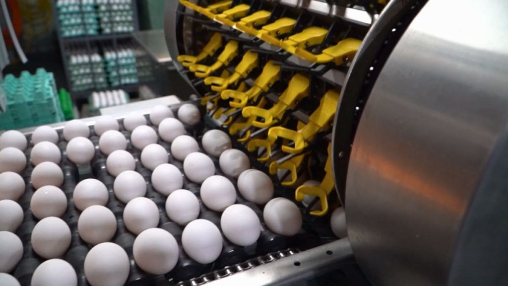 Produção de ovos no Brasil mira crescimento nas exportações Produção de ovos no Brasil mira crescimento nas exportações