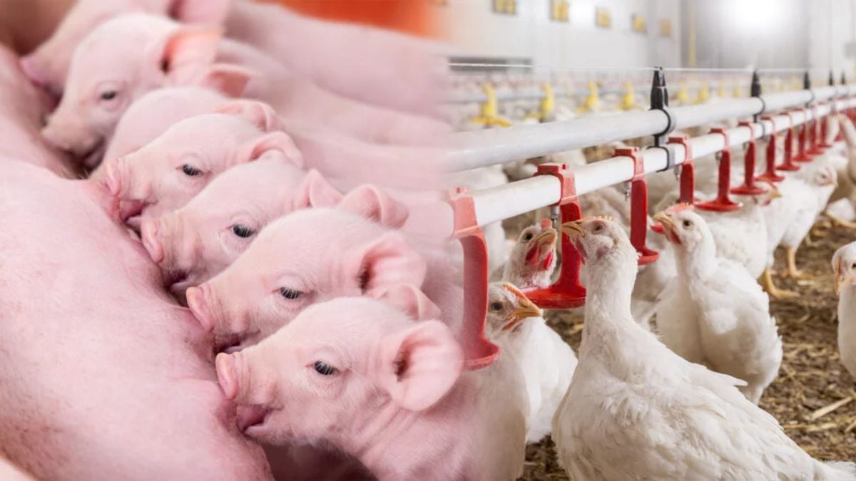 Custos de produção recuam e aliviam avicultores e suinocultores