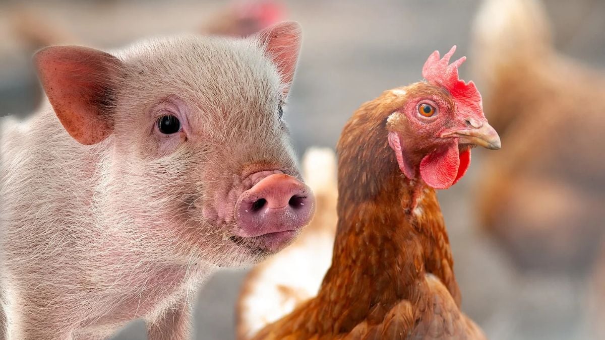 Brasil supera desafios e bate recorde nas exportações de carne de frango e suína Brasil supera desafios e bate recorde nas exportações de carne de frango e suína
