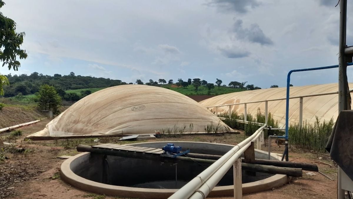 Biodigestor na suinocultura e avicultura: como transformar resíduos em renda