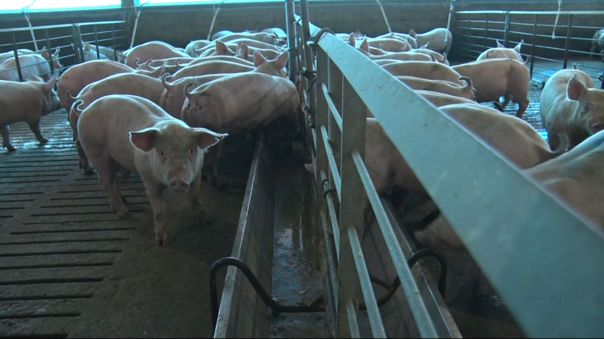 Ração líquida melhora eficiência e reduz custos em granja de suínos