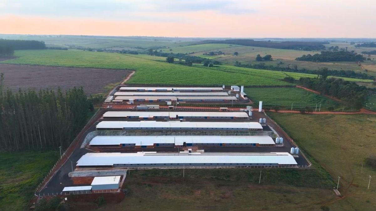 Gestão da granja: como decisões simples aumentam a lucratividade no campo