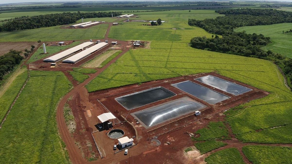 Economia circular na suinocultura reduz custos e valoriza resíduos