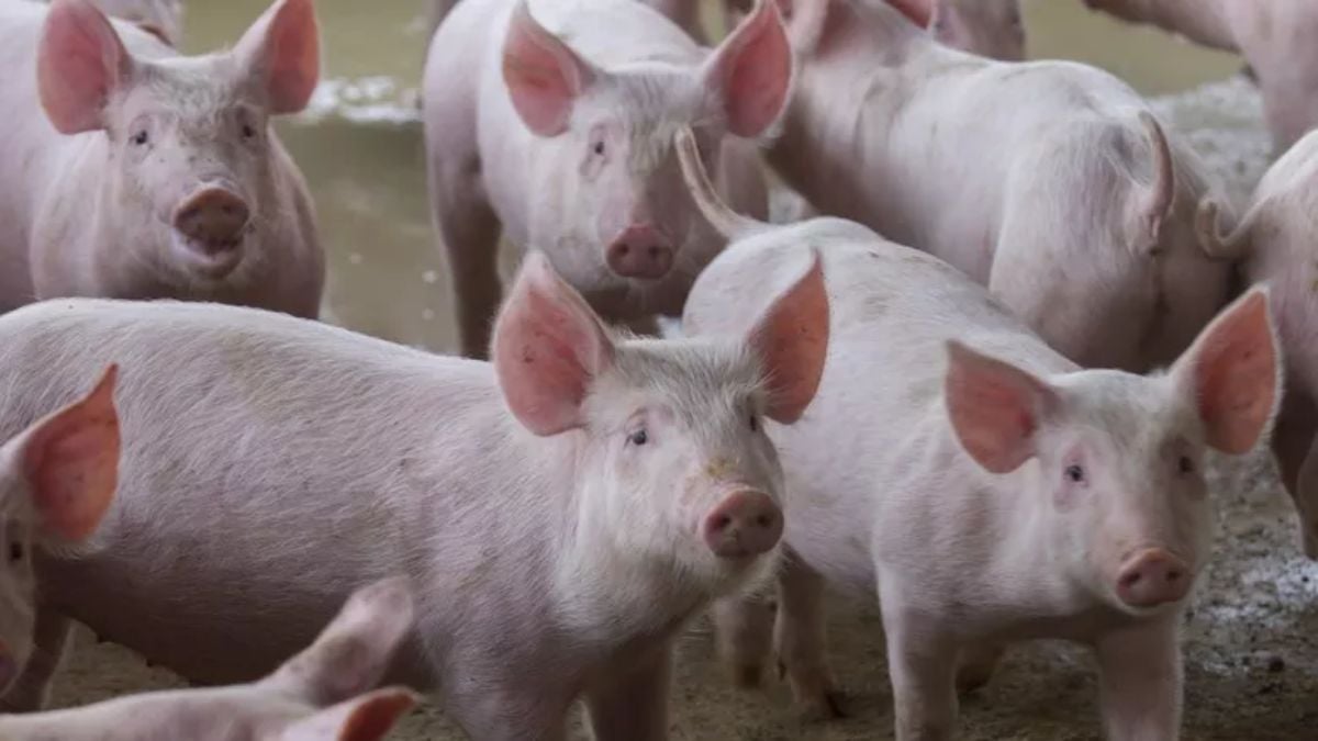 Preço do suíno volta a subir após semanas de queda