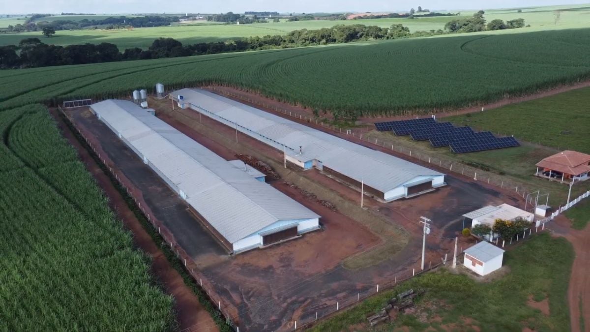 Segurança elétrica nas granjas é prioridade para evitar prejuízos