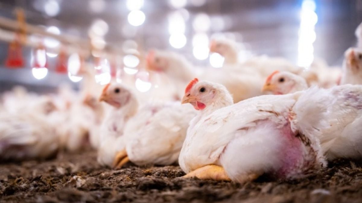 Cascudinho na avicultura: Embrapa cria aplicativo para controlar a praga