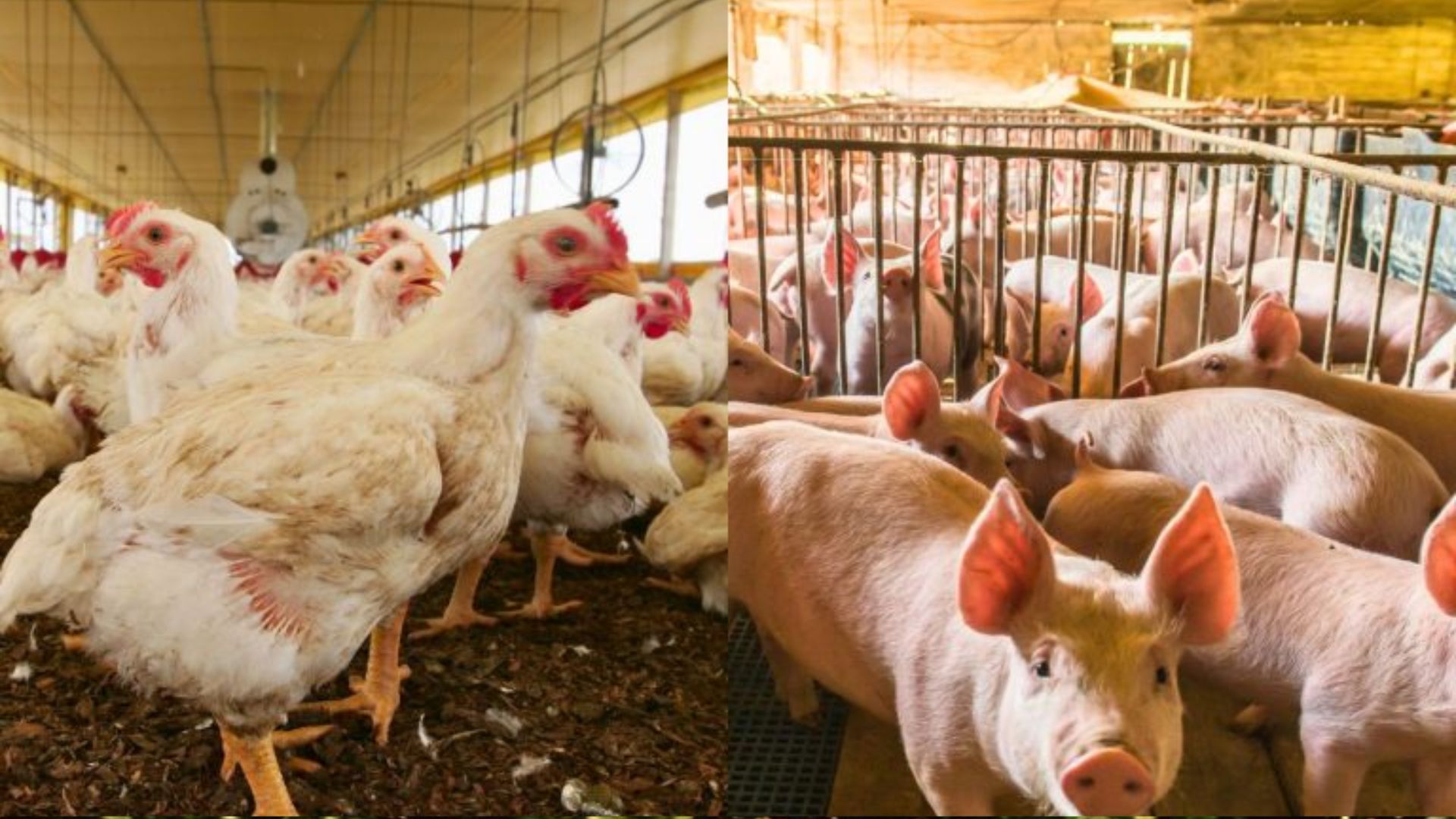 Brasil projeta fim de 2025 com alta nas exportações e margens positivas para aves e suínos