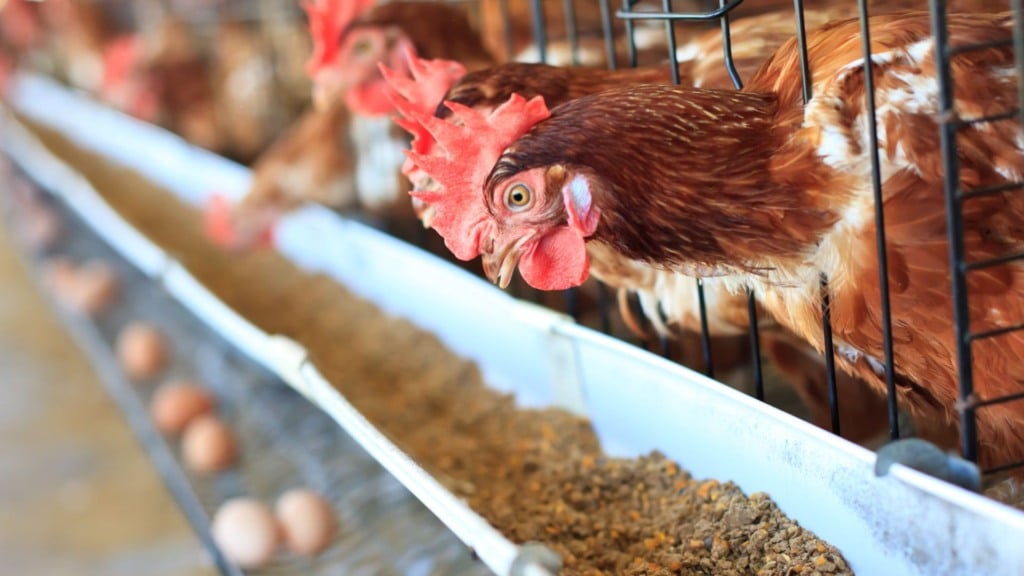 Avicultura mais eficiente não existe sem saúde intestinal, diz especialista