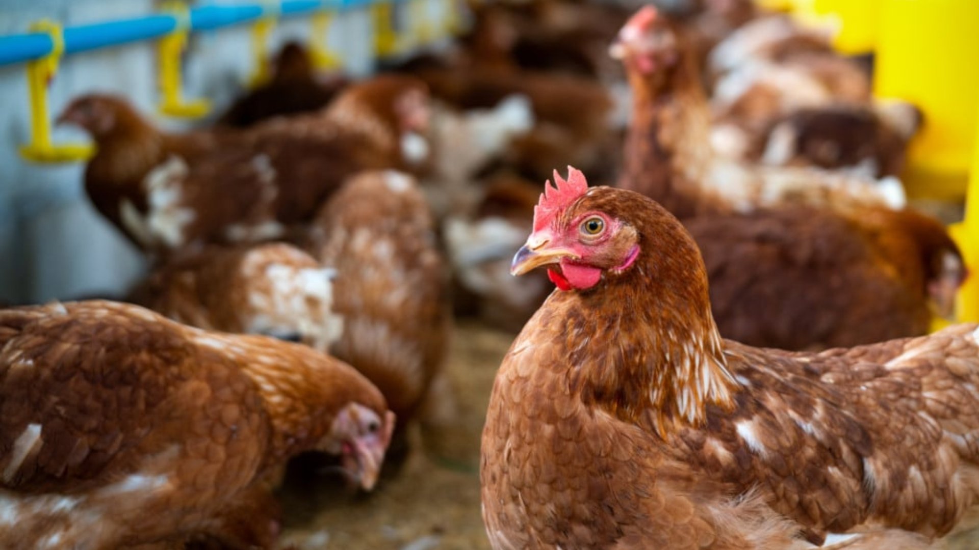 Exportações de frango seguem suspensas pela China após inspeções no RS