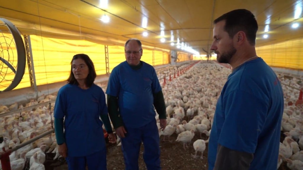 Peru de corte transforma rotina e futuro de família no Rio Grande do Sul