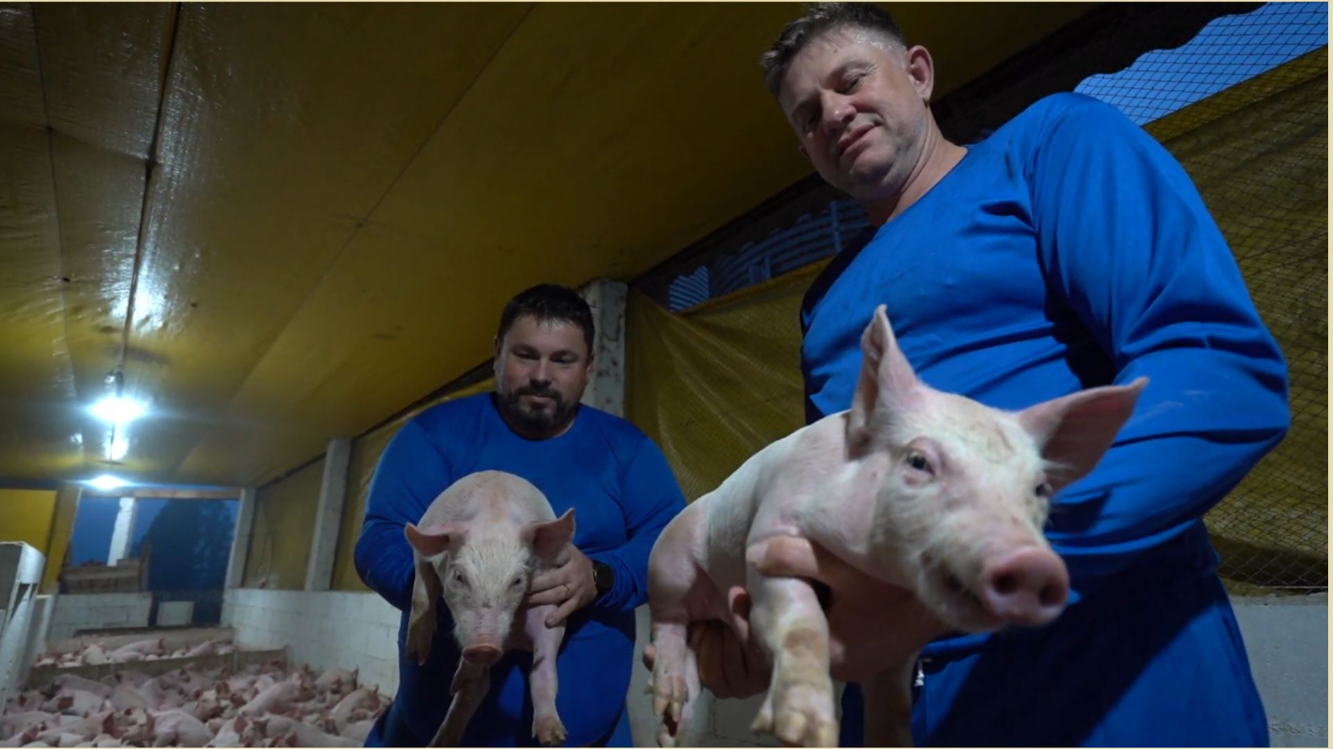 Trabalho, união e propósito: como a família Schommer virou referência na suinocultura gaúcha