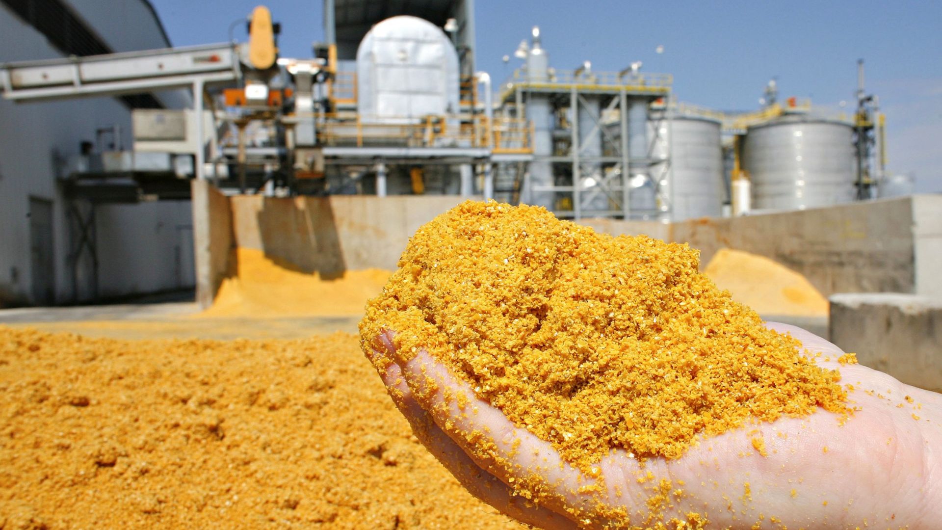 DDG ganha espaço na ração animal e reduz custos na produção de aves e suínos