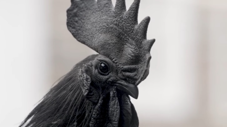 Reprodução Interligados 