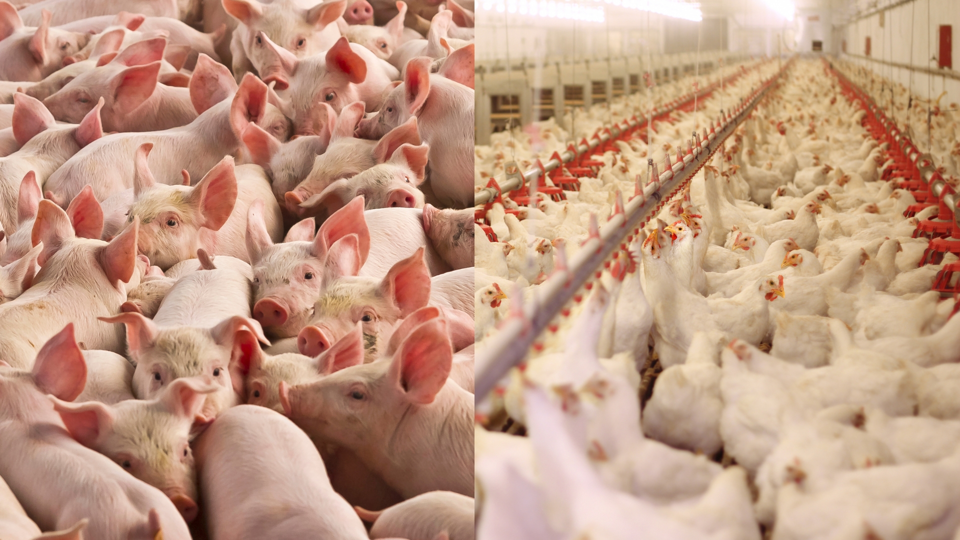 CNA e ABPA lançam nova edição de manual sobre integração na avicultura e suinocultura