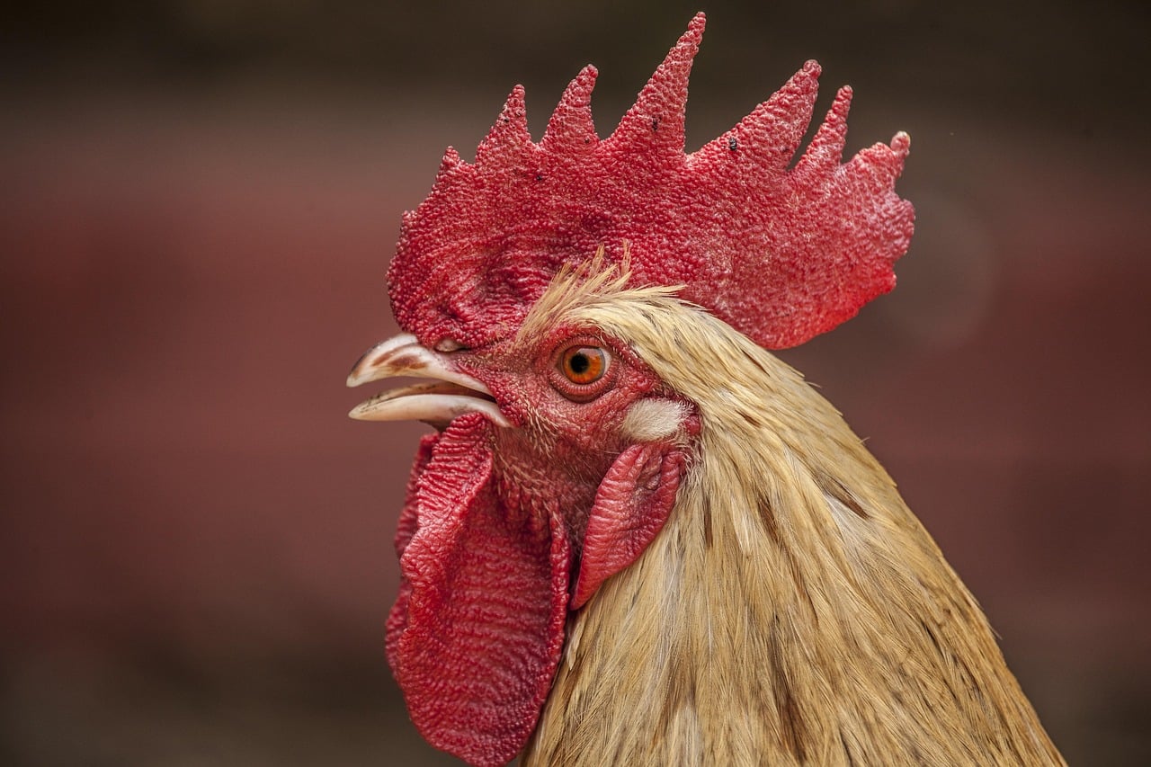 frango