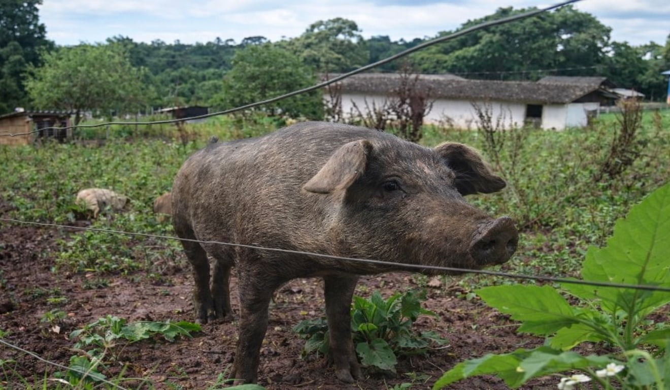 suínos porco moura