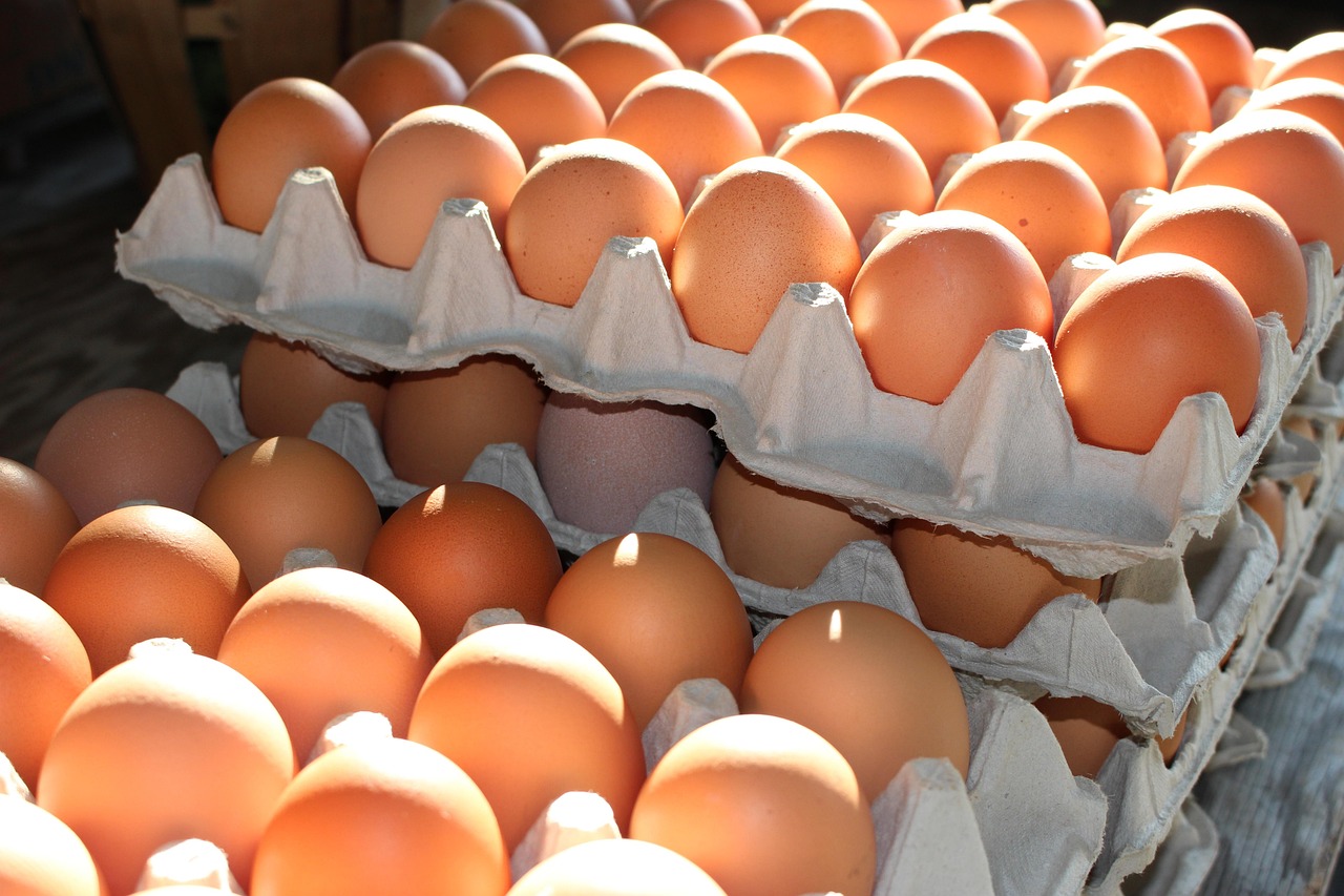 ovos