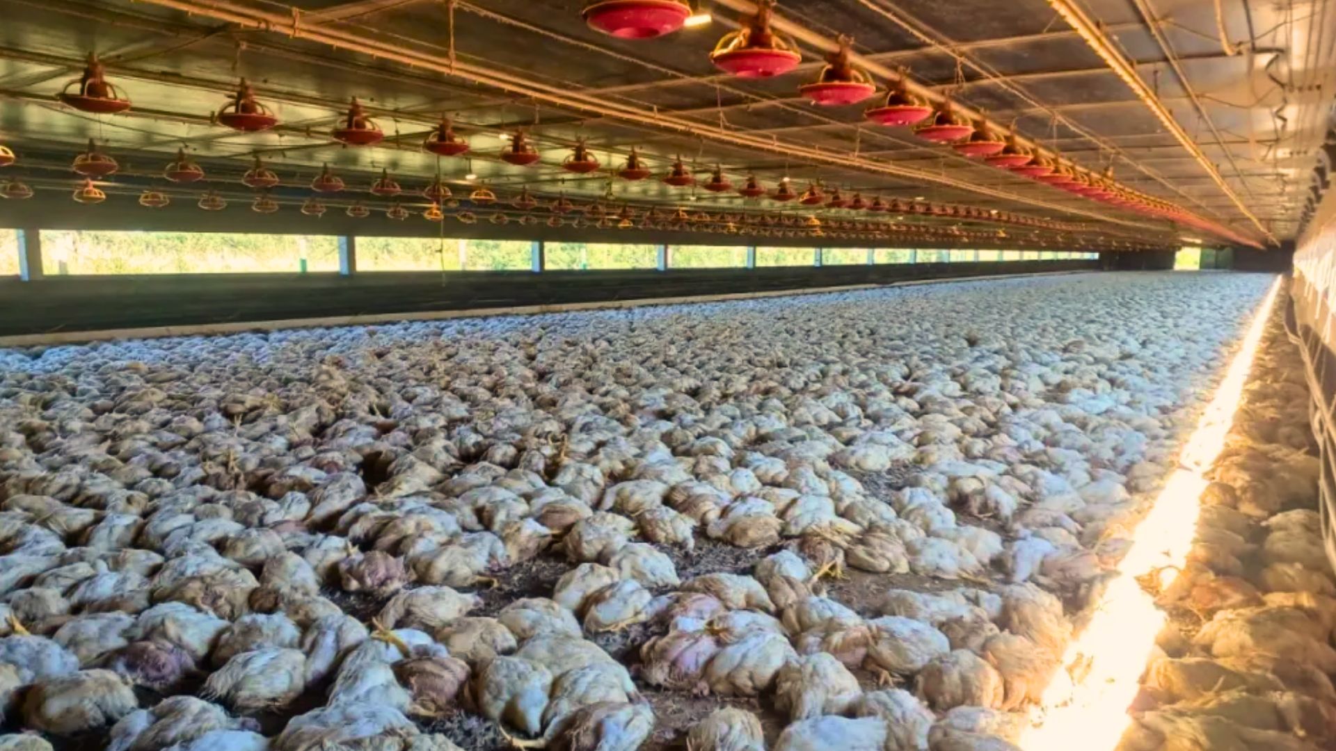 Instabilidade elétrica provoca morte de 20 mil aves em granja paranaense