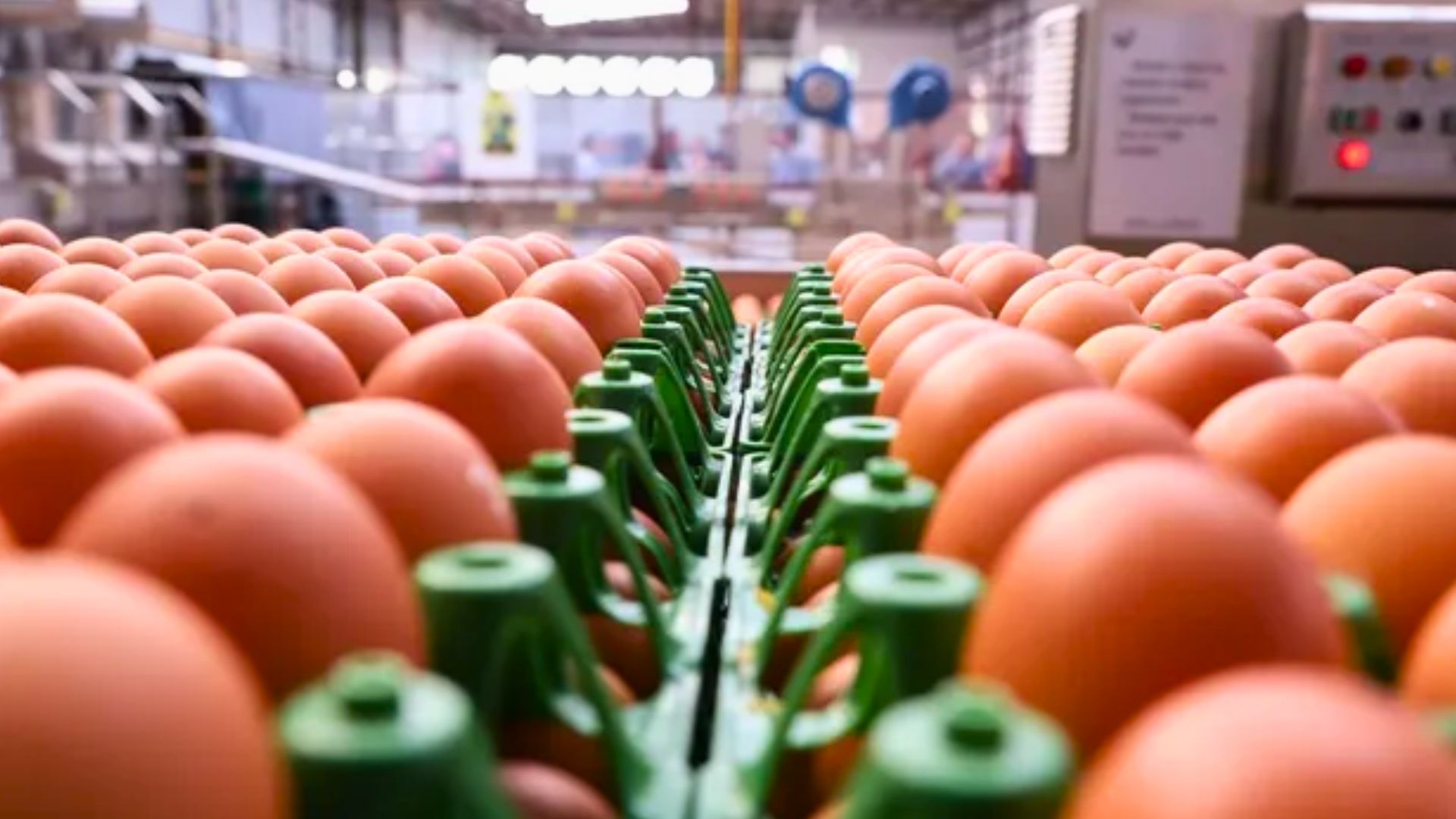 Exportações de ovos saltam no primeiro bimestre de 2026 e receita cresce 38%