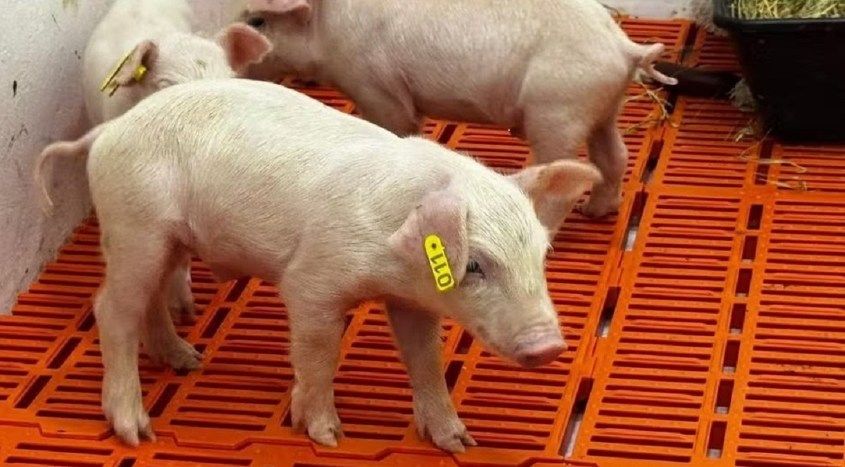 clone de suíno