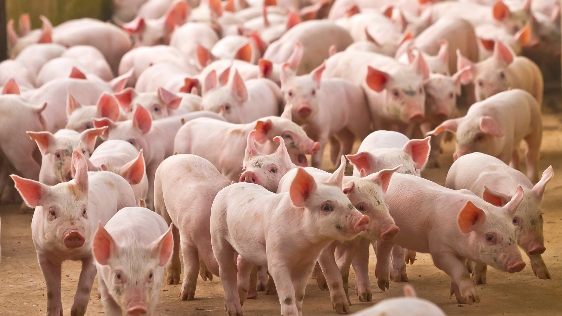 Manejo na maternidade é o que garante a rentabilidade na suinocultura, diz especialista