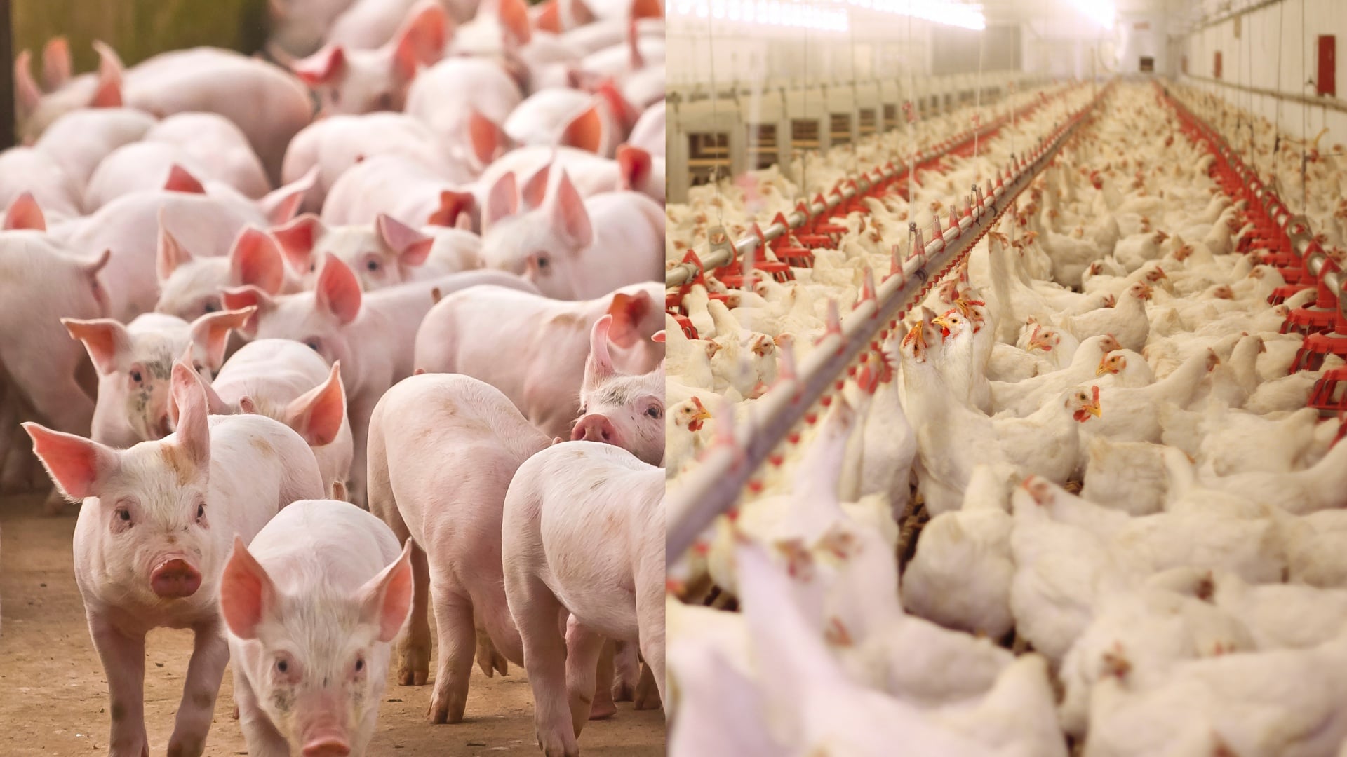 Exportações de carnes suína e de frango crescem em volume e receita em abril