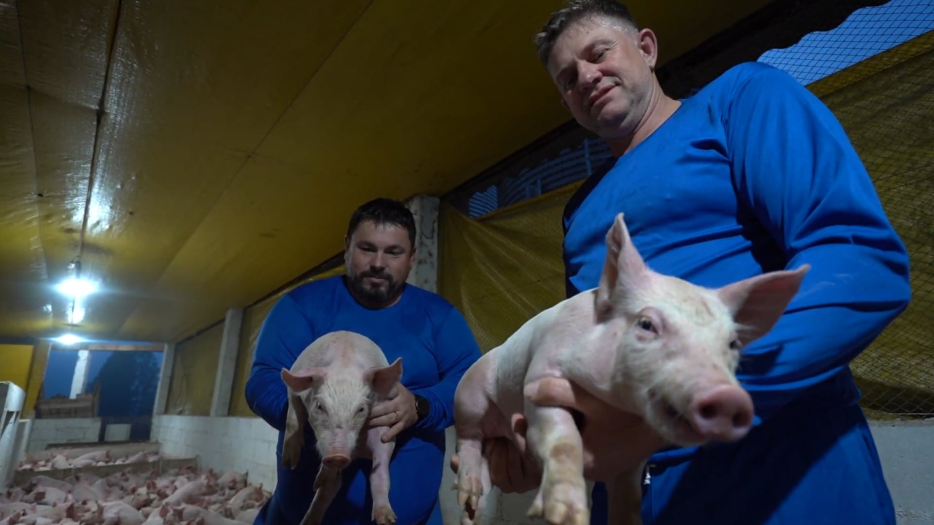 Suinocultura mineira acumula prejuízos com alta oferta e queda no preço do suíno vivo