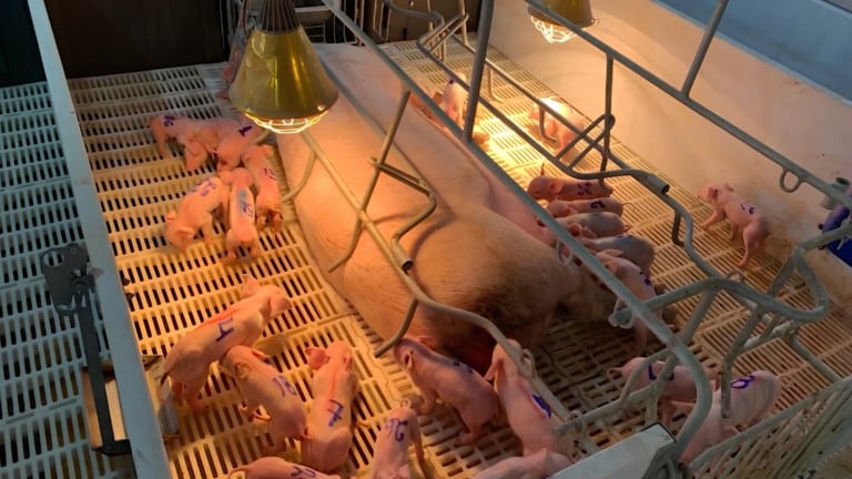 Porca dá à luz 33 leitões e surpreende até produtores experientes