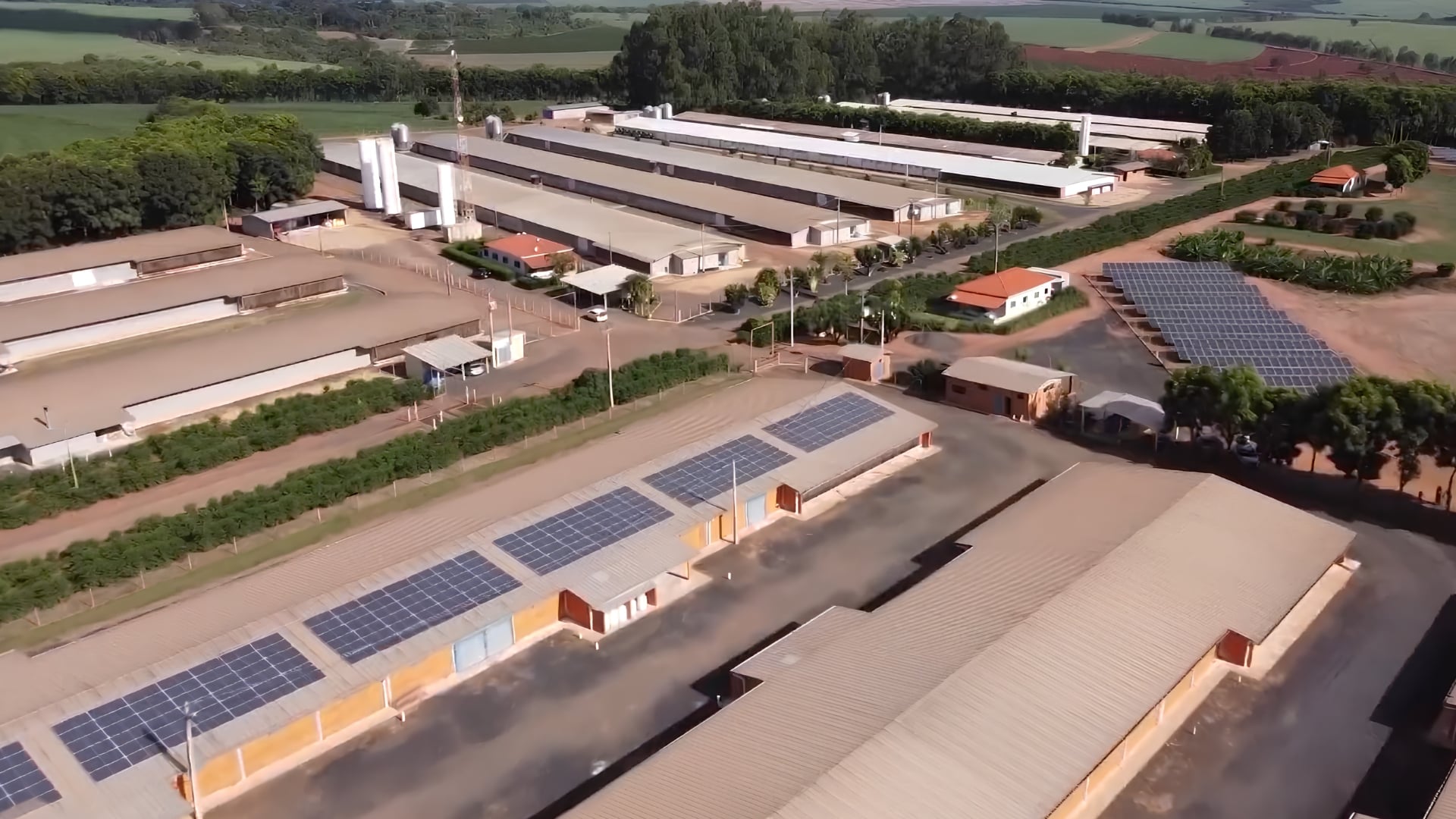 Automação dobra lucros na avicultura, mas juros altos barram investimentos em galpões