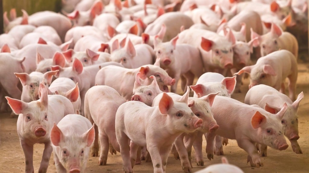 Vacinação reduz mortalidade por salmonela em mais de 50% e blinda bolso do suinocultor Vacinação reduz mortalidade por salmonela em mais de 50% e blinda bolso do suinocultor