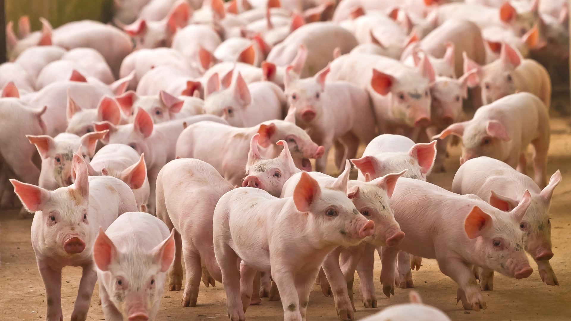 Vacinação reduz mortalidade por salmonela em mais de 50% e blinda bolso do suinocultor