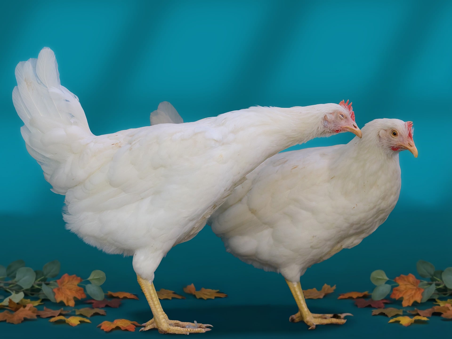 Manejo de inverno: pequenos detalhes que fazem diferença no desempenho do frango de corte